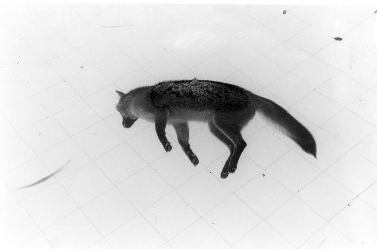 Raposa - fotografia em preto e branco - 60,0 x 90,0 cm - 2006