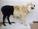 Erbosyn Meldybekov - Wolf-Sheep/Sheep-Wolf,1998