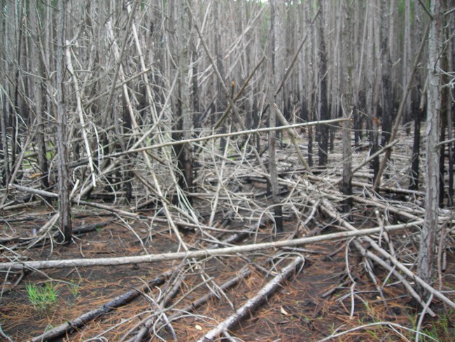 Floresta, fotografia analógica, 20 X 15 cm